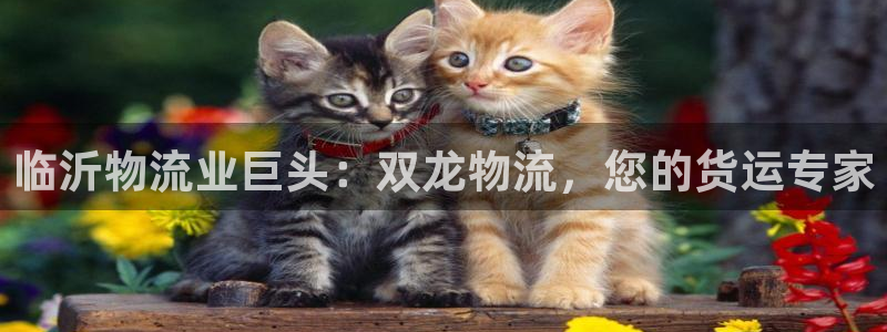 28圈犯法吗：临沂物流业巨头：双龙物