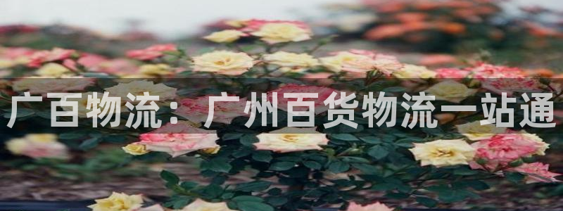 28圈官方网站预测：广百物流：广州百