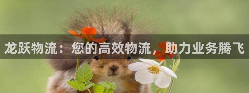 28圈技巧：龙跃物流：您的高效物流，