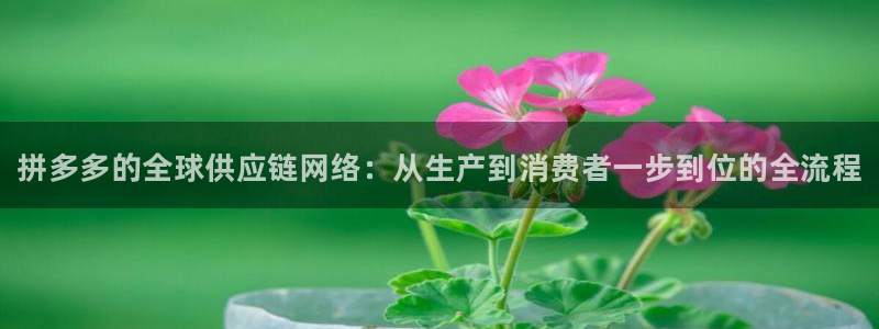 28圈登录网:拼多多的全球供应链网络