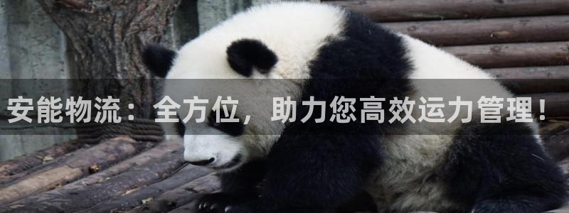 28圈注册入口与教程：安能物流：全方位，助力您高效运力管理！